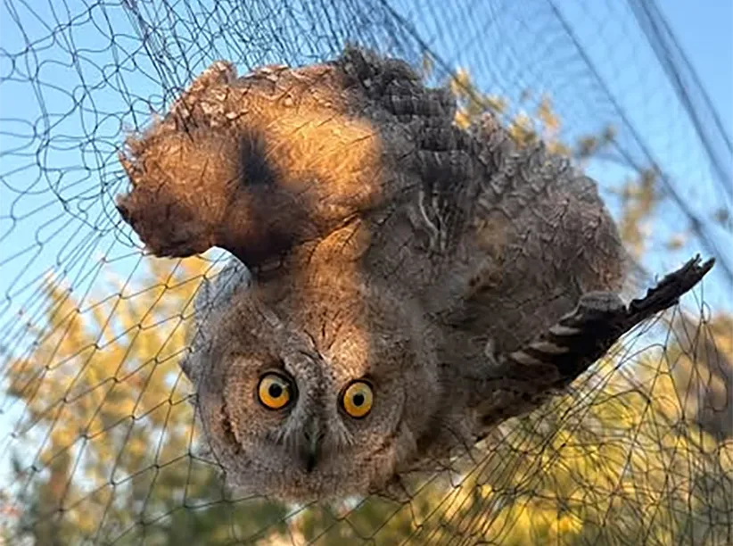 Zygi yakınlarında yasa dışı tuzaklardan kurtarılan üç baykuş doğaya salındı