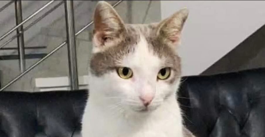 Pafos'ta kafasından saçma ile vurulan kedi görme yetisini kaybetti