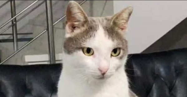 Pafos'ta kafasından saçma ile vurulan kedi görme yetisini kaybetti