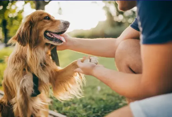 Lefkoşa belediyesi 35 barınak köpeği için sahiplenme kampanyası başlattı