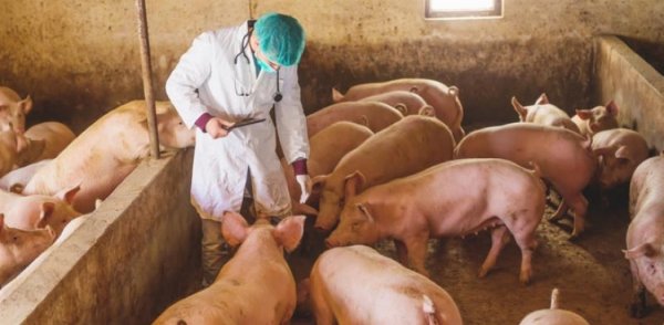 Rusya'da olası pnömonik veba vakası: Kıbrıs için risk düşük