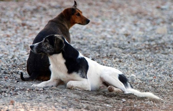 Tarım Bakanı Christos Senekis: Kayıtsız köpeklere kesilen cezalar yalnızca bir ay sürdü