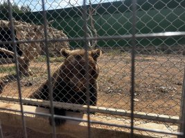 Melios Zoo'da ayının kaçması sonrası tartışma: Sahibinin iddiaları
