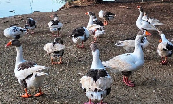 Athalassa Milli Parkı'nda ikinci kazda da kuş gribi H5N1 çıktı, ziyaret yasağı yarın kalkıyor