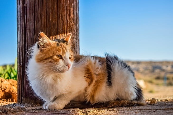 Kıbrıs'taki Animal Party, Baf'ta hayvanların zehirlenmesine ve vurulmasına karşı eyleme destek verdi