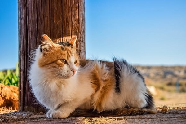 Kıbrıs'taki Animal Party, Baf'ta hayvanların zehirlenmesine ve vurulmasına karşı eyleme destek verdi