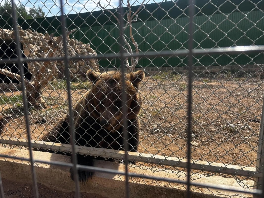 Melios Zoo'da ayı kafesten çıktı: Çevre Komiseri yargı kararlarına dikkat çekti, sahip güvenlik sorunu olmadığını savundu