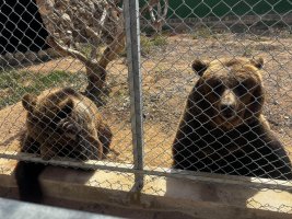 Melios Zoo'da ayı kafes dışına çıktı, komiser yargı kararlarının uygulanmasını istedi