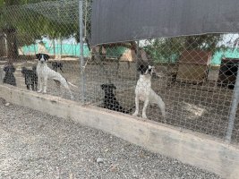 Çevreci Ekologlar Hareketi, üç köyde köpeklerin araçlara çarpmasının ardından eylem istiyor