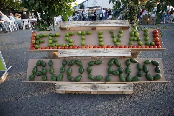 Argaka'da 2. Avokado Festivali büyük katılımla gerçekleşti