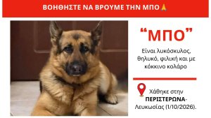 Peristerona'da kaybolan Alman çoban köpeği Bo için aileden ödüllü çağrı