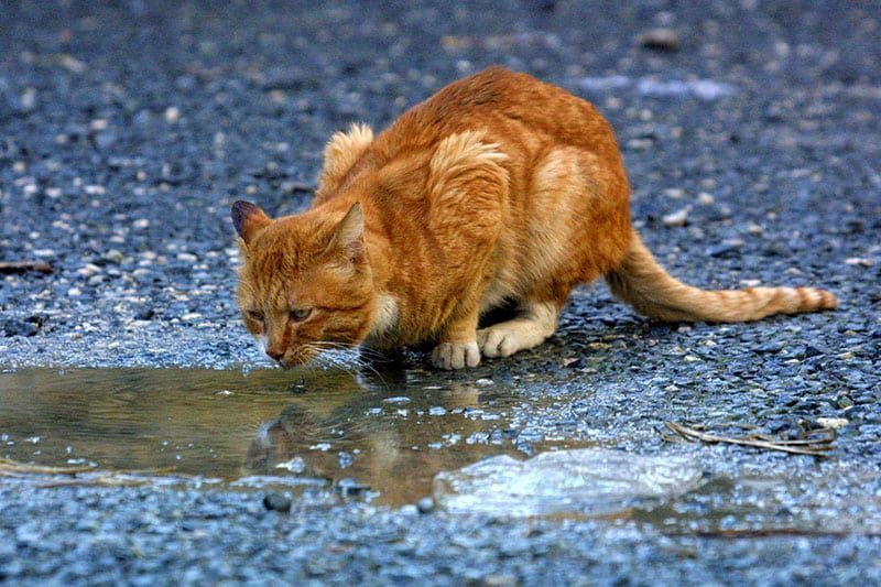 Hayvan hakları partisi Animal Party, cezaevi kedilerinin kısırlaştırılması için bağış çağrısı yaptı