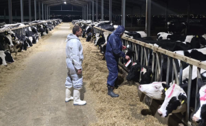 Şap hastalığı: Hayvancılar kayıp gelirlerinin ödenmesi için planı bekliyor