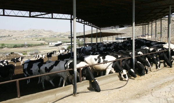 Kıbrıs'ta aftöz ateşi kabusu yeniden: 3 bin hayvan kesilecek, çiftçiler umutsuz
